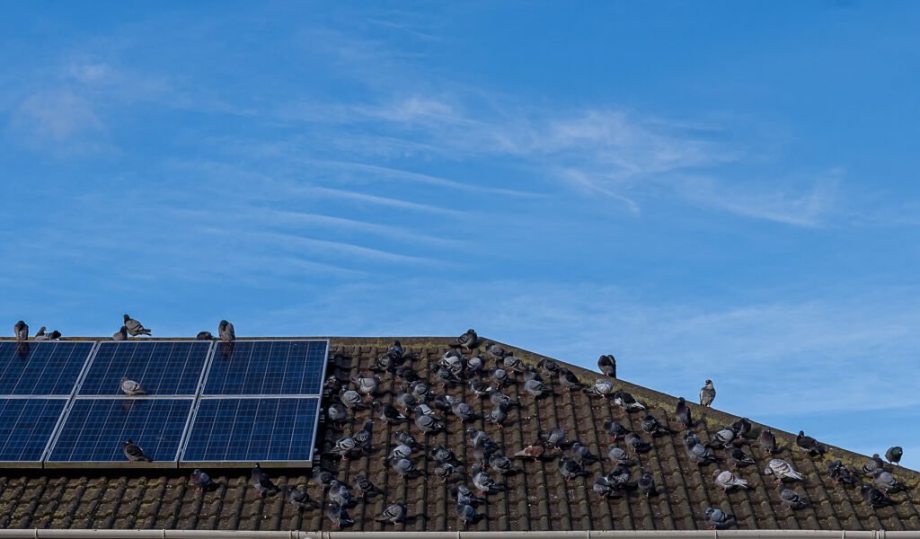Pigeons Solar Panels