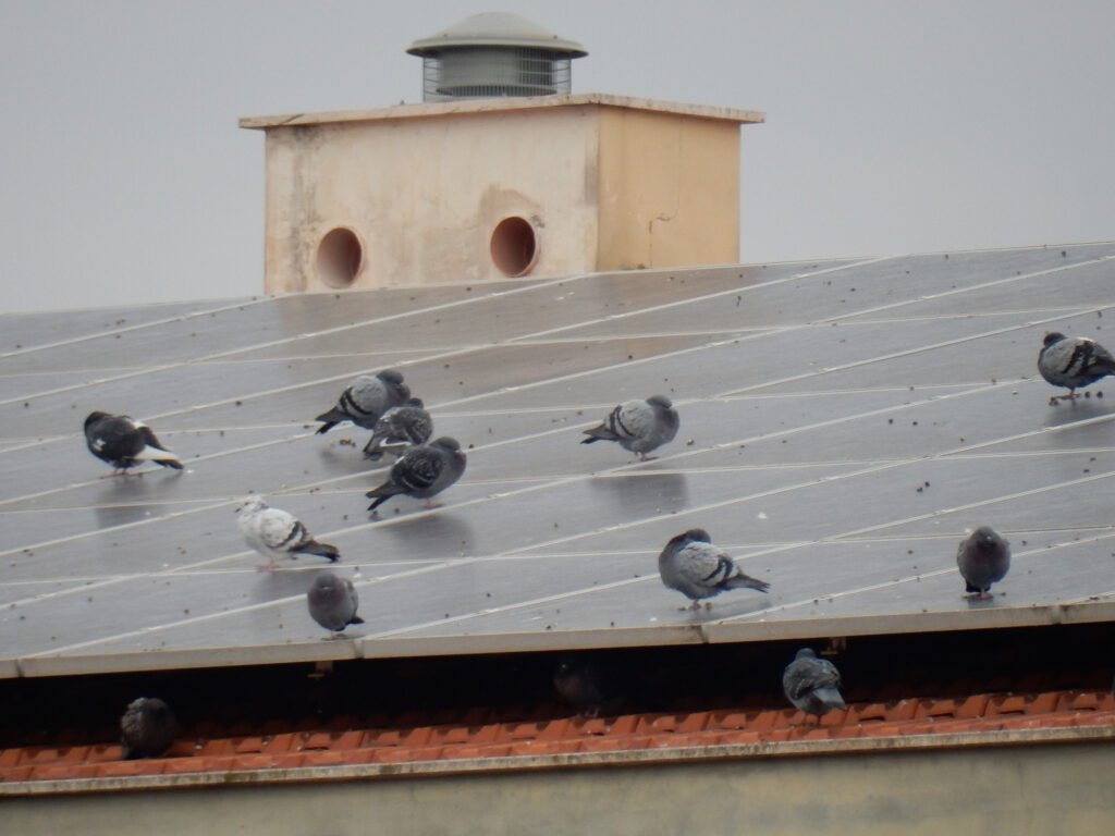 Protect your solar panels from pigeons