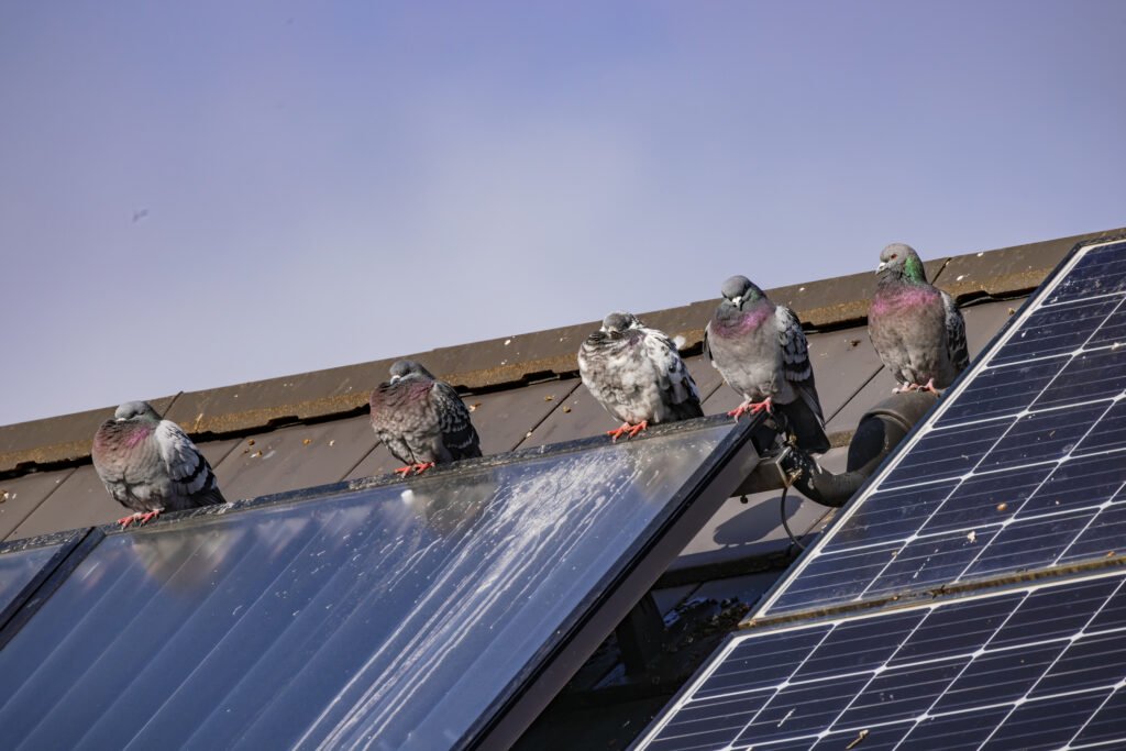 Solar Panel Pigeon Clearance